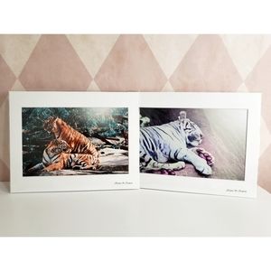 Tiger Photography Prints